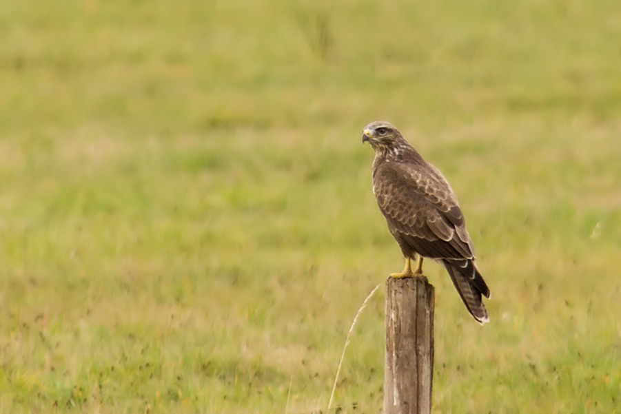 Bussard