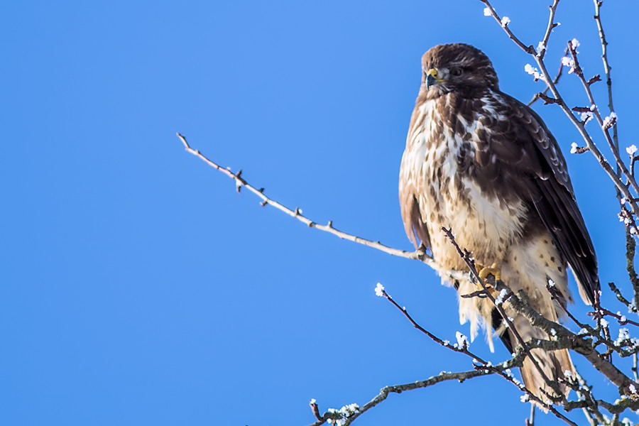 Bussard