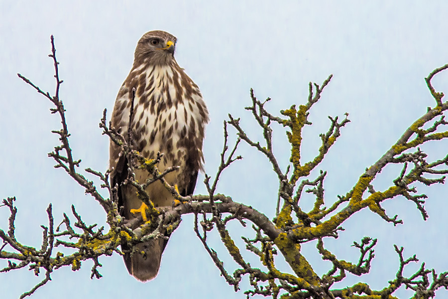 Bussard