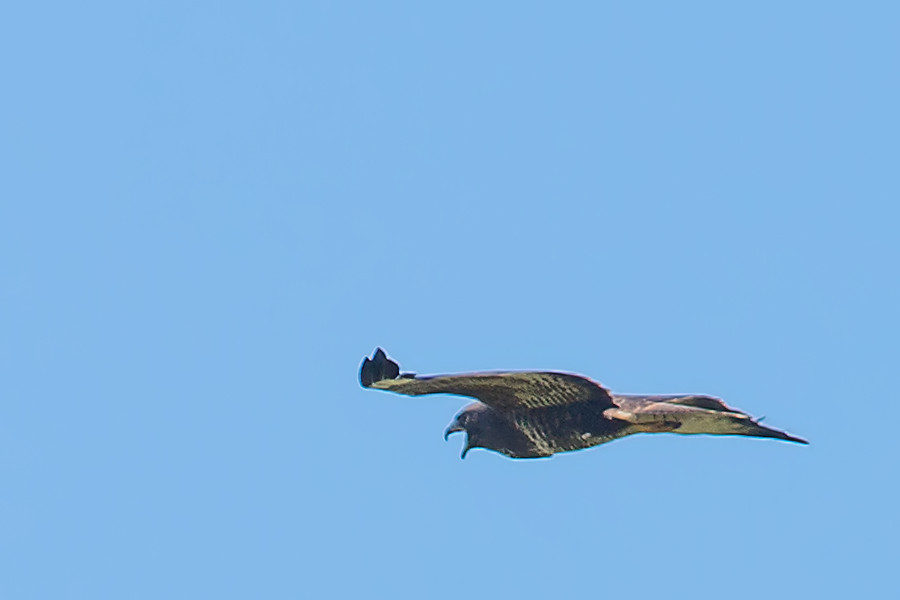 Bussard