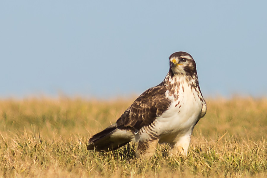 Bussard