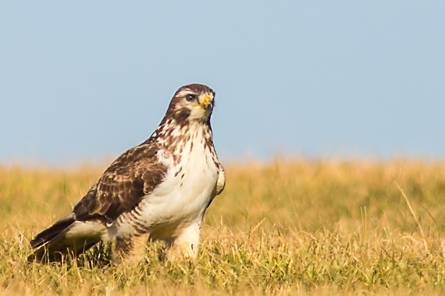 Bussard