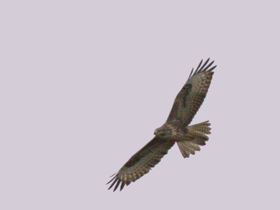 Bussard
