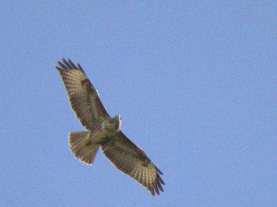 Bussard