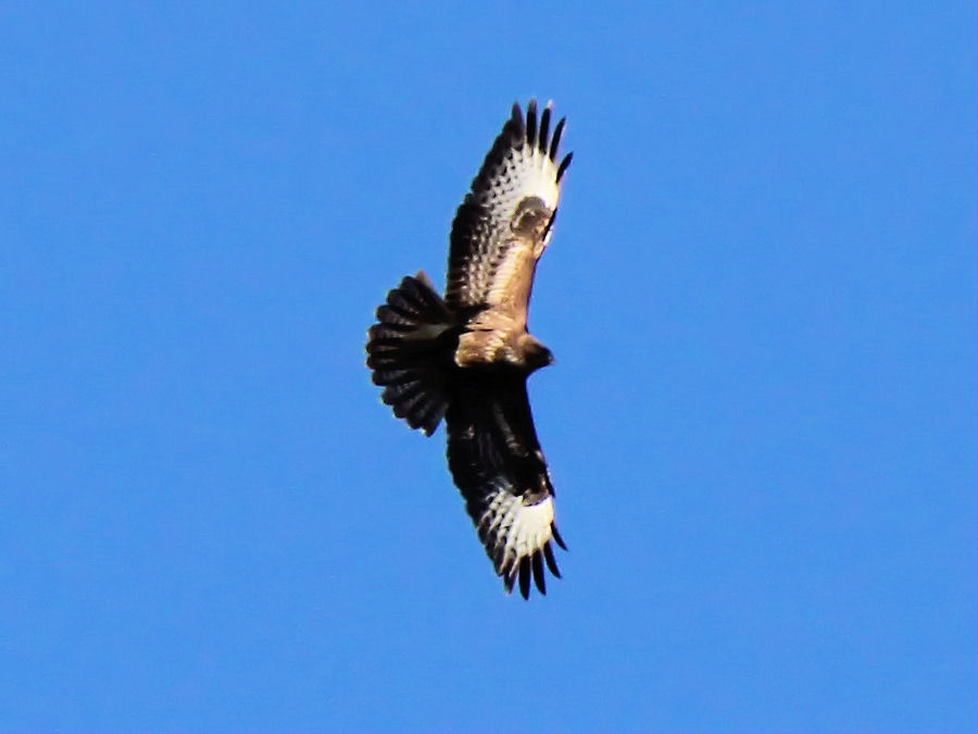 Bussard
