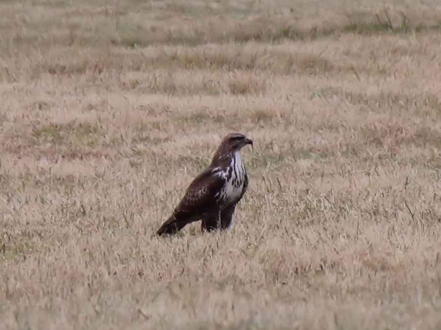 Bussard