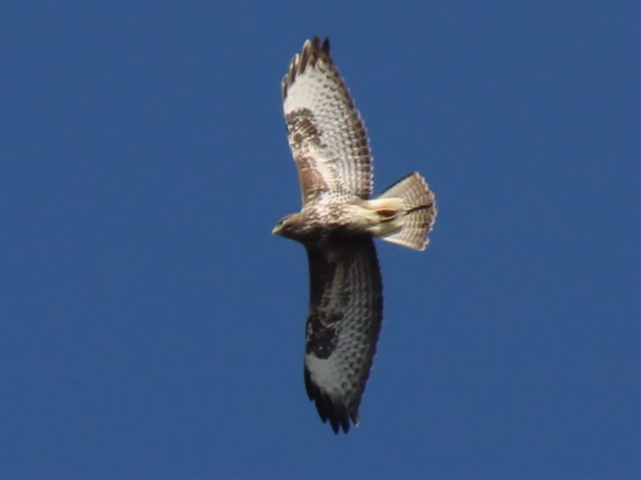 Bussard