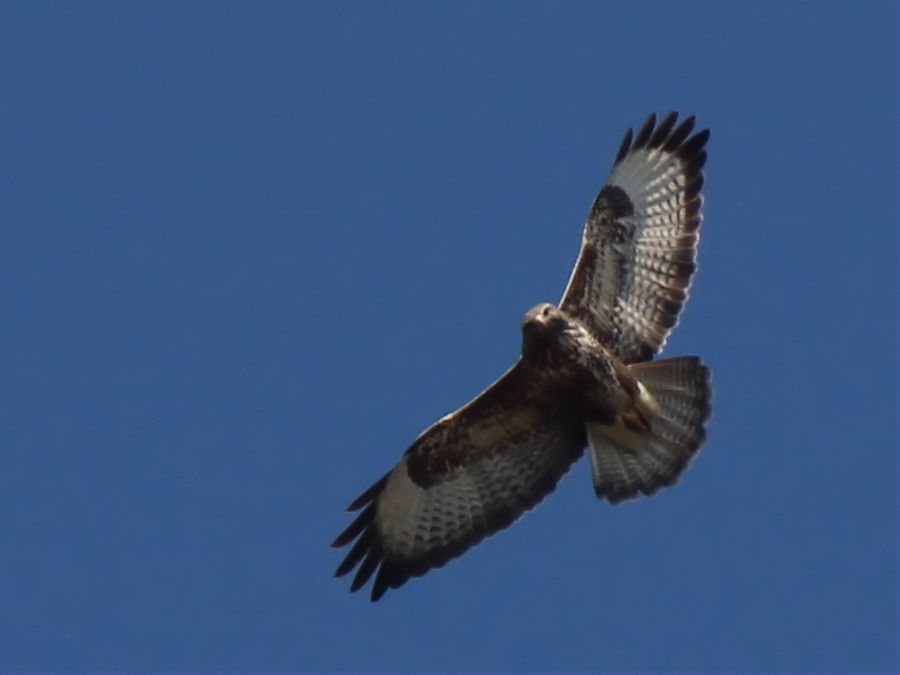 Bussard