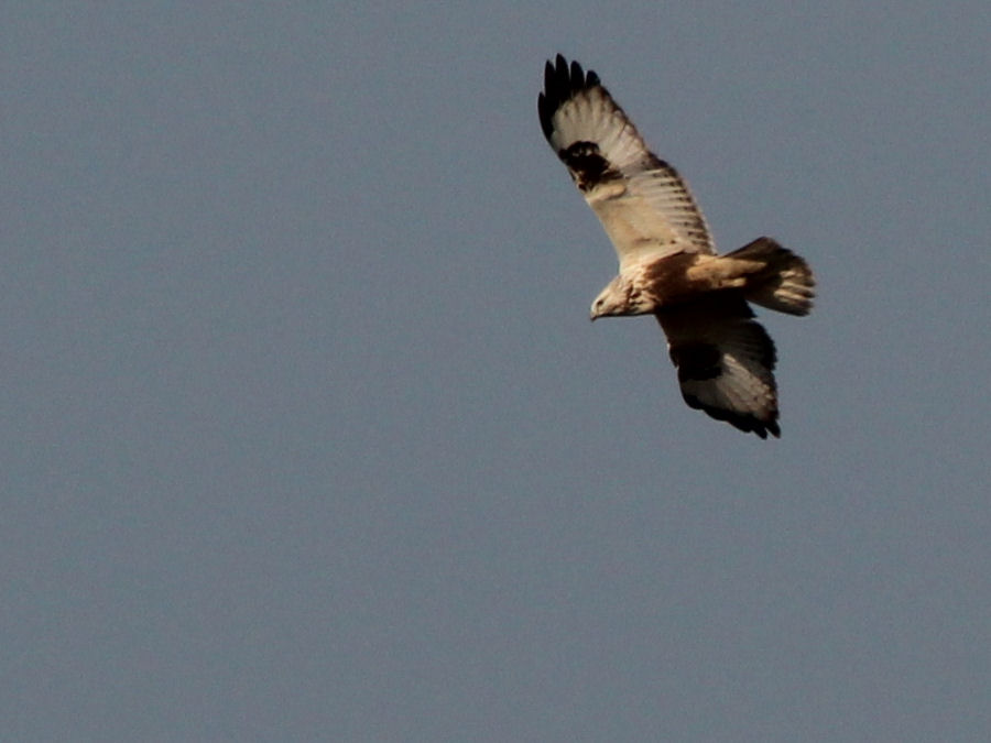 Bussard