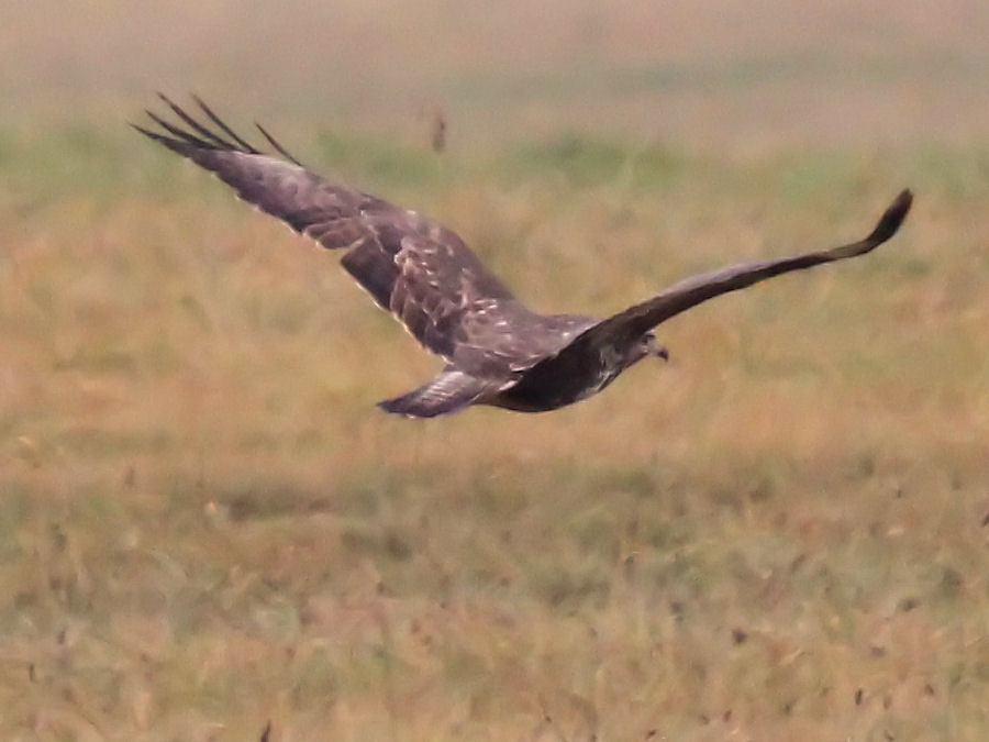 Bussard