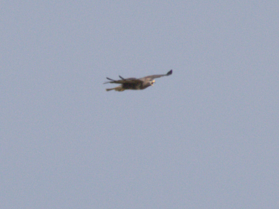 Bussard