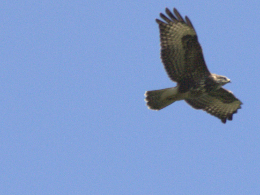 Bussard
