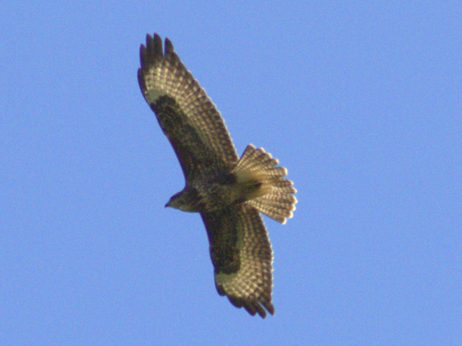 Bussard