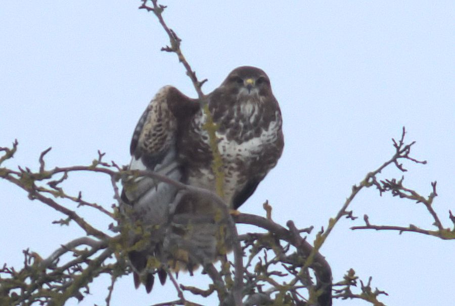 Bussard