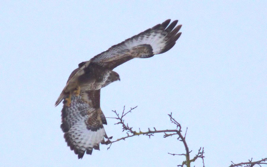 Bussard