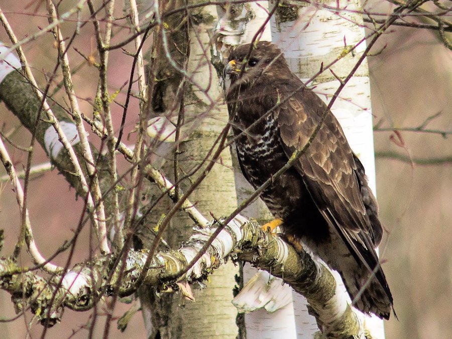 Bussard