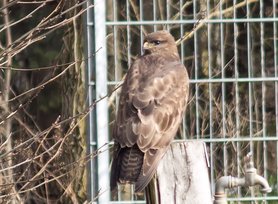 Bussard