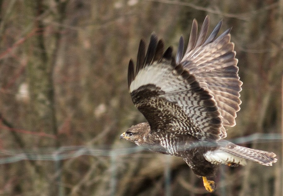 Bussard