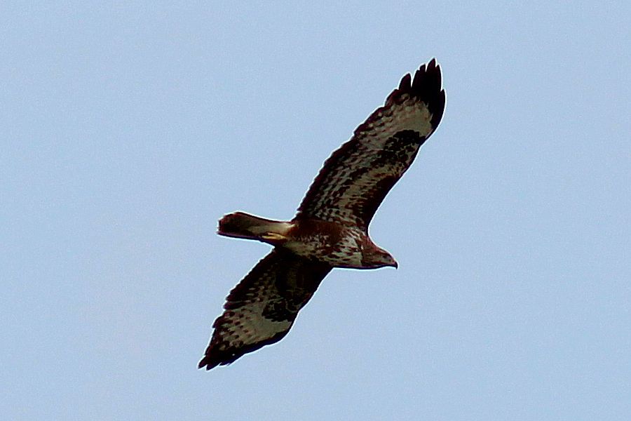 Bussard