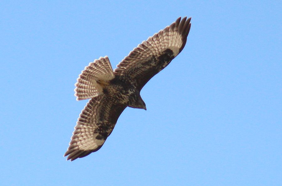 Bussard
