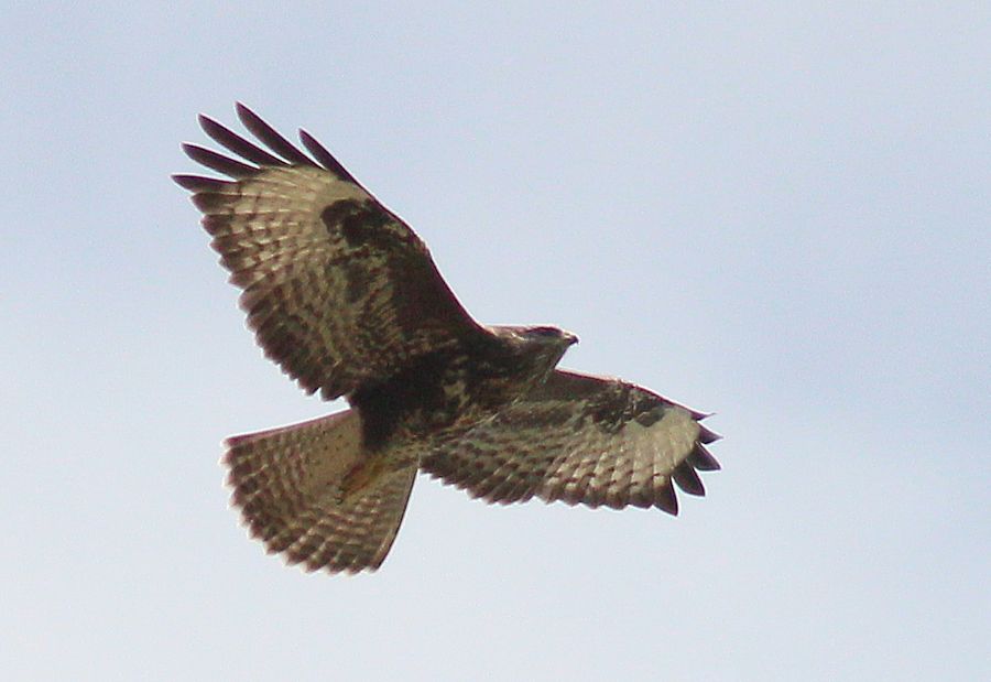 Bussard