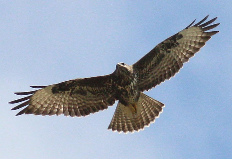 Bussard