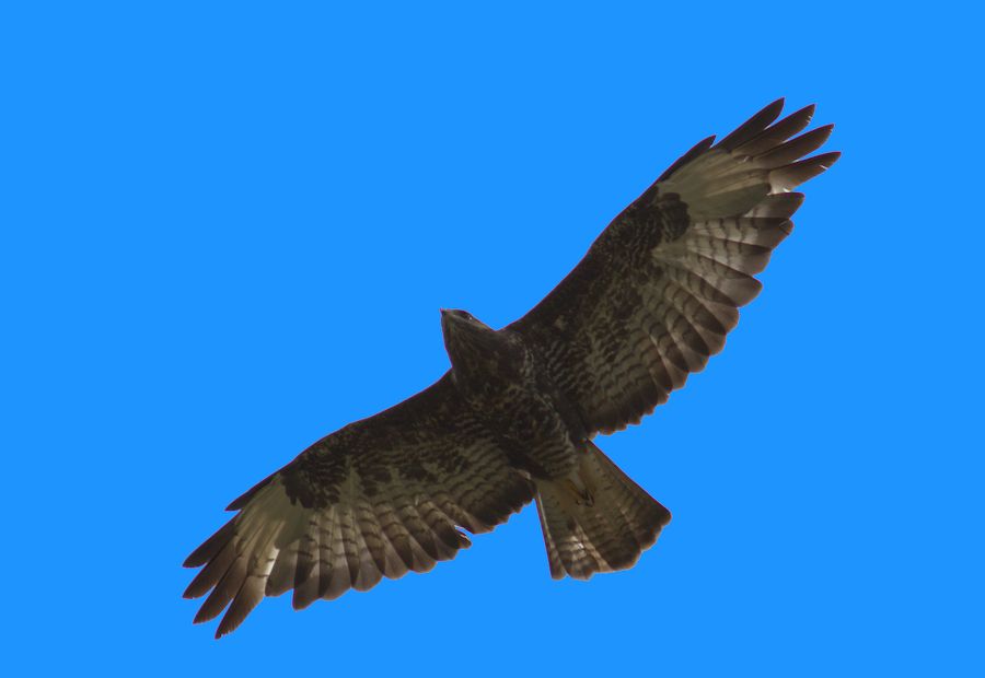Bussard