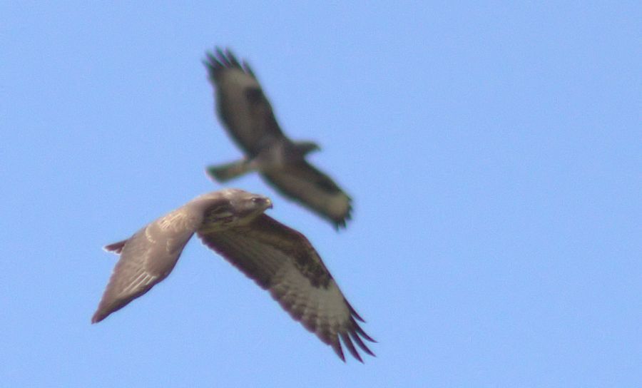 Bussard
