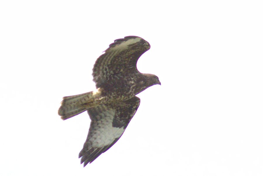 Bussard