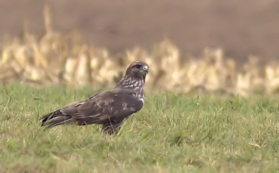Bussard
