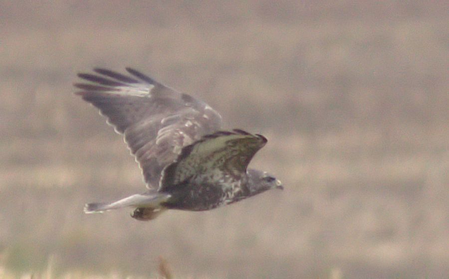 Bussard