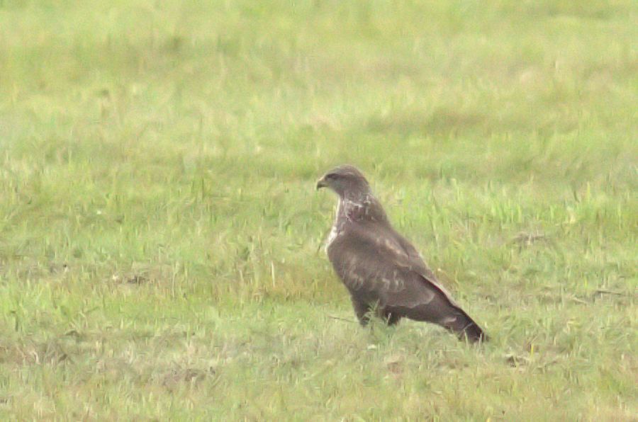 Bussard