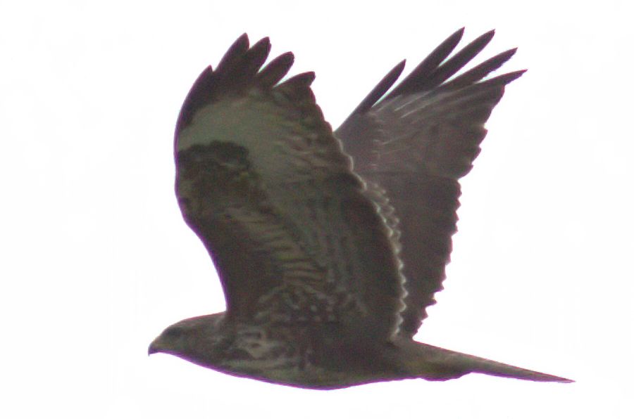 Bussard