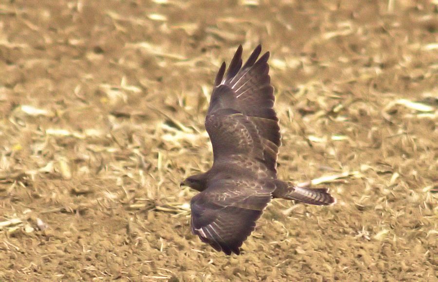 Bussard
