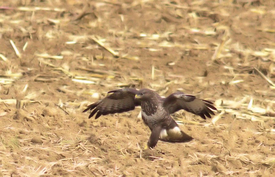 Bussard