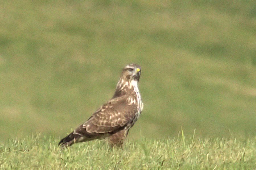 Bussard