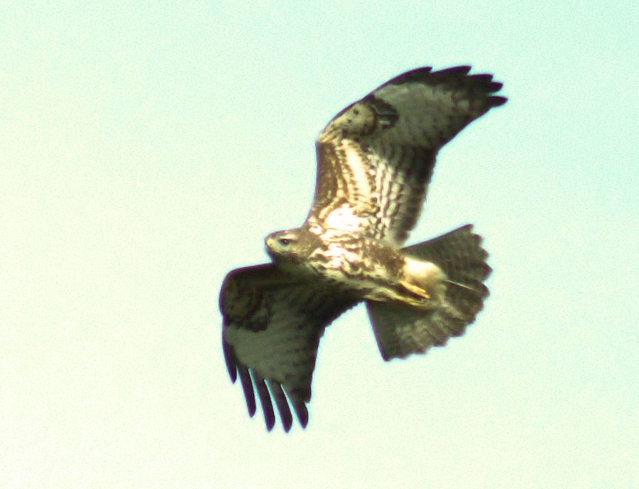Bussard