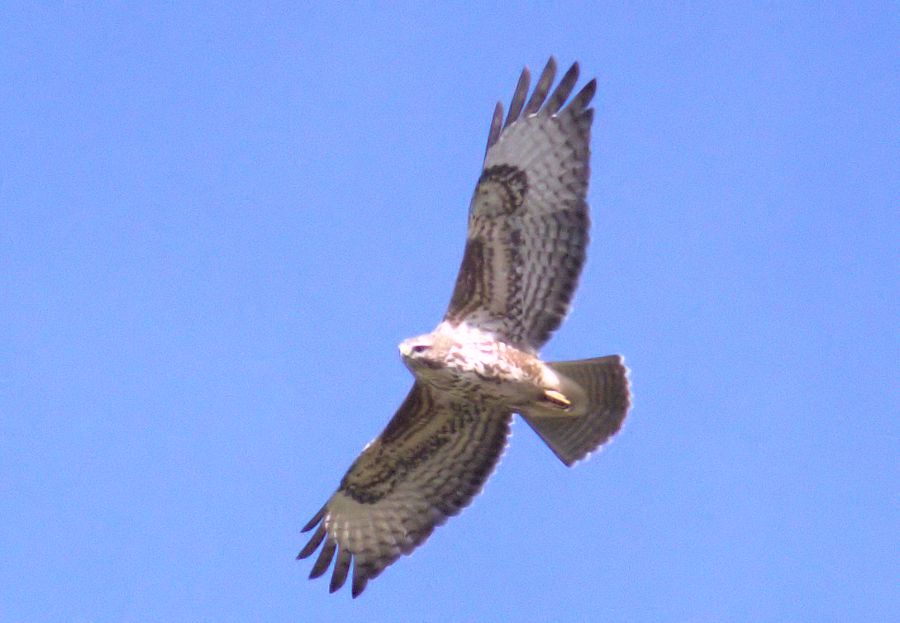 Bussard