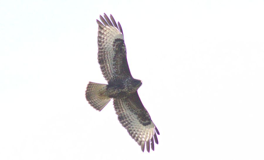 Bussard