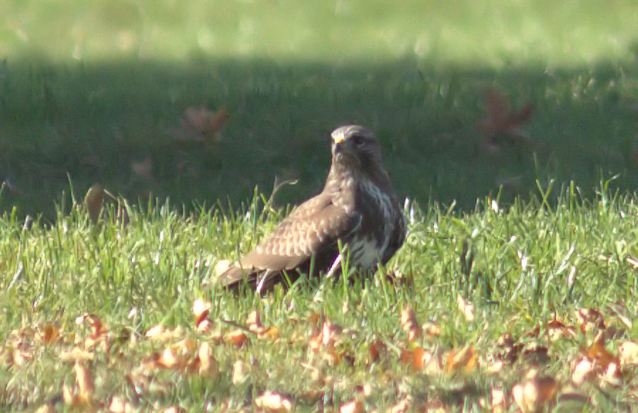 Bussard