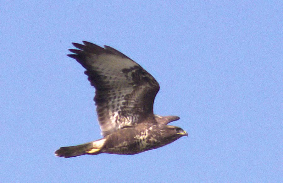 Bussard