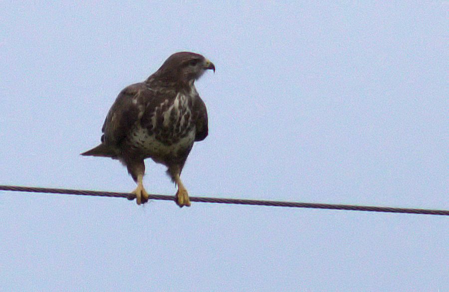Bussard