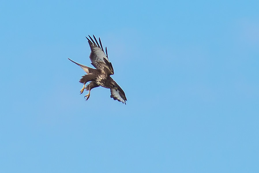 Bussard auf Beutefang