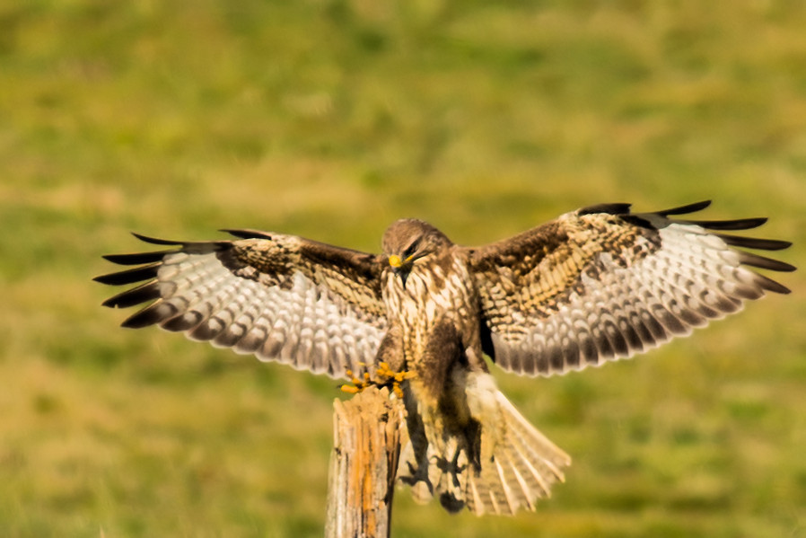 Bussard beim landen