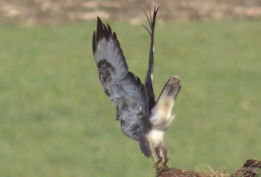 Bussard im Abflug