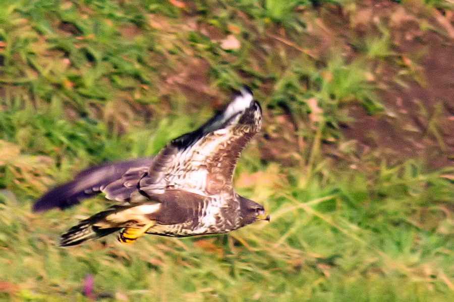 Bussard im Flug