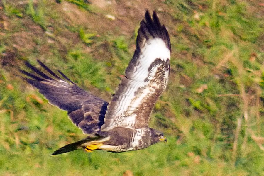 Bussard im Flug