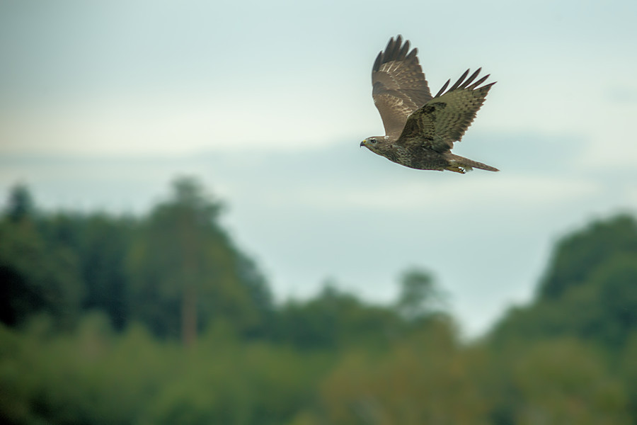 Bussard im Flug
