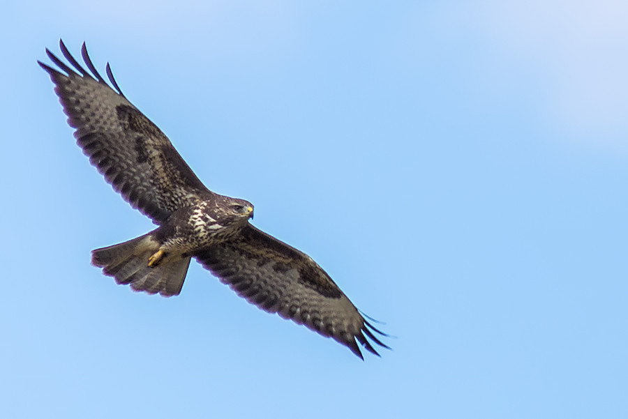Bussard im Flug