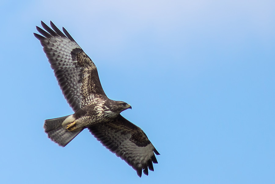 Bussard im Flug